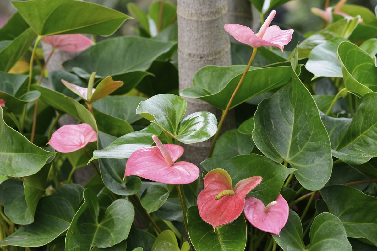 Flor de flamenco o anturio rosa 01