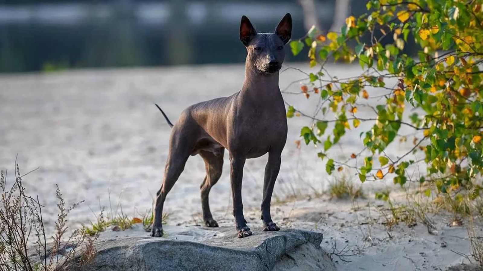 perros sin pelo (1)