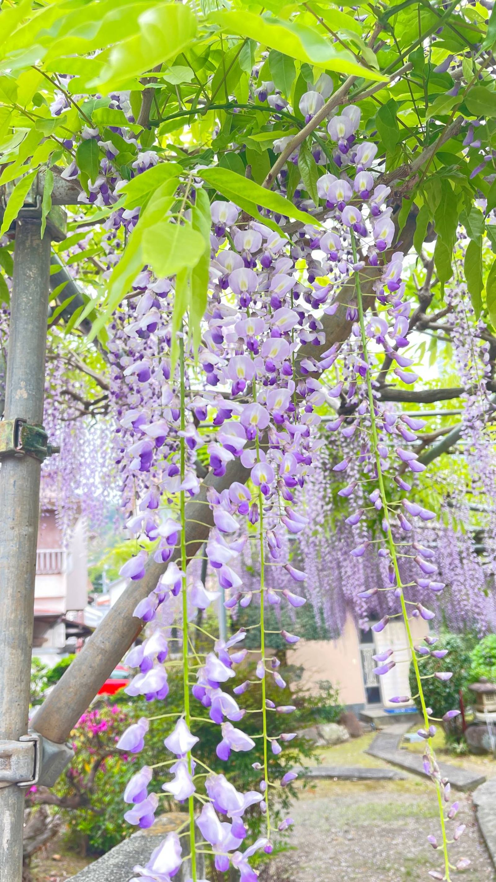 Fuji o glicinia.