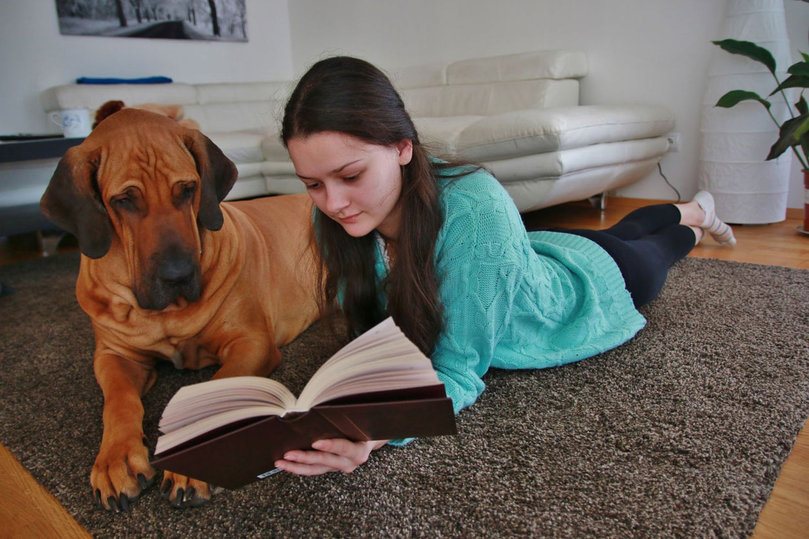 perros grandes más tranquilos perros grandes más tranquilos