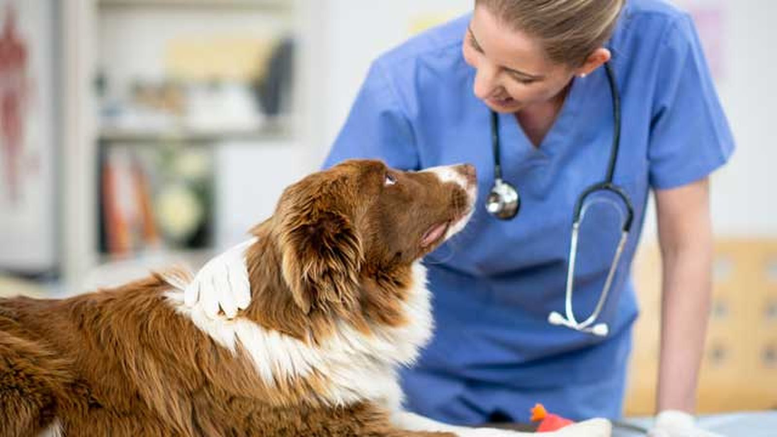 revision veterinaria perra revision veterinaria perra