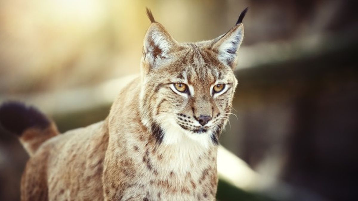 animales que empiezan por l 3