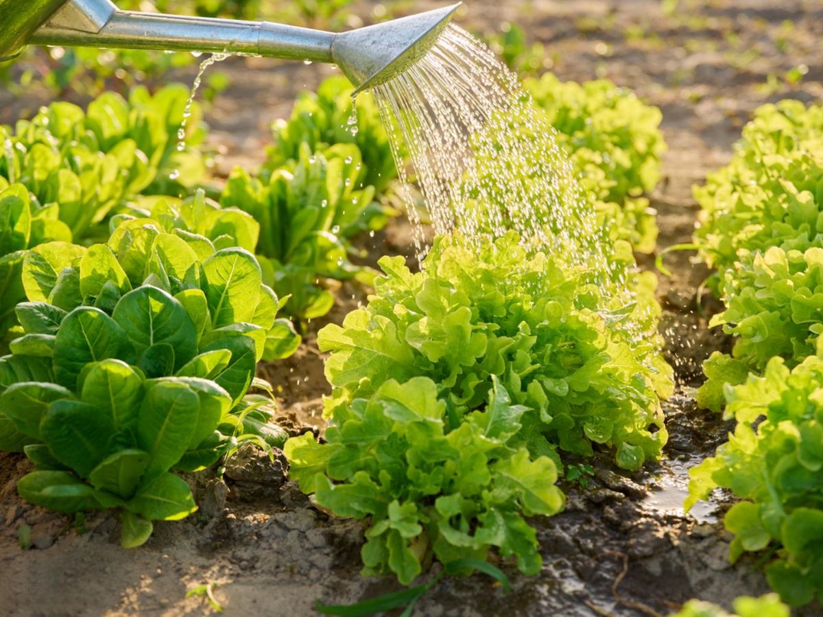 Riega de forma adecuada las lechugas.