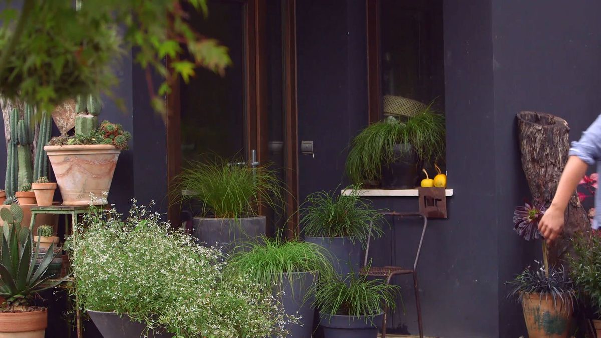 brico 931 3 thuya plicata detalle