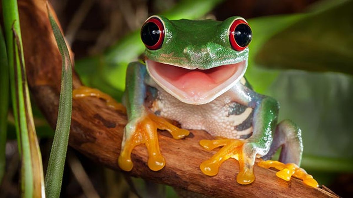 animales felices 22 rana arbol
