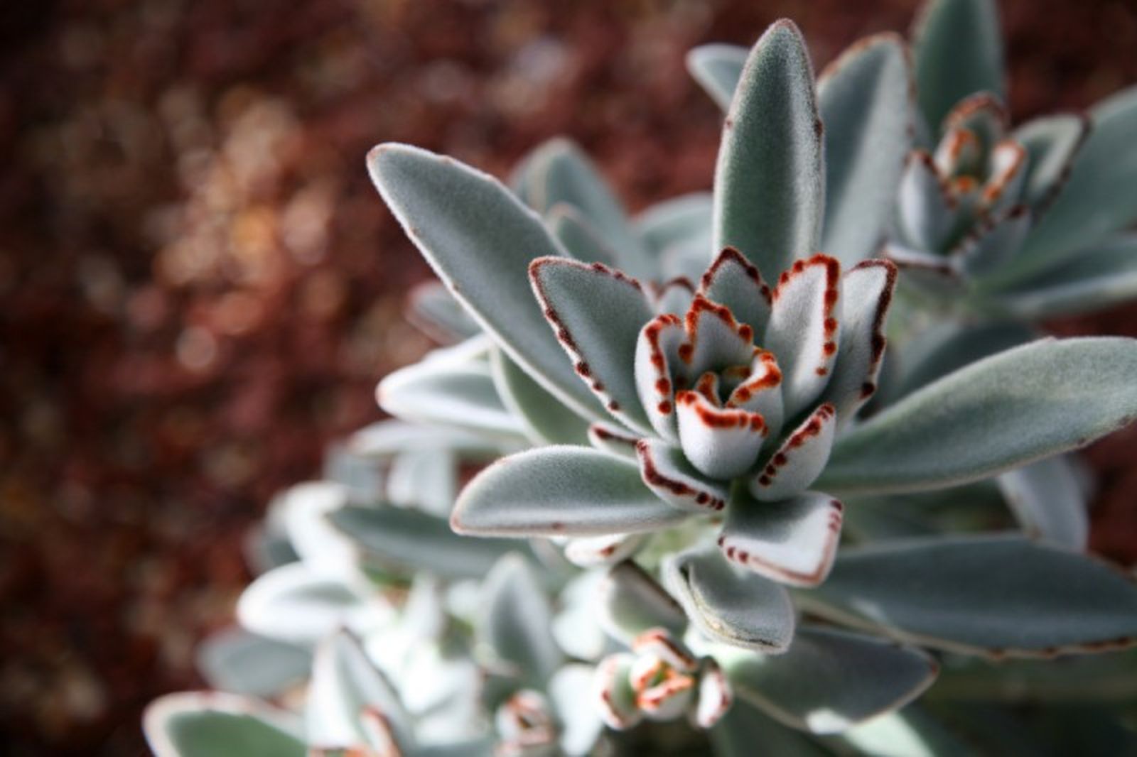 Kalanchoe tomentosa. Kalanchoe tomentosa.