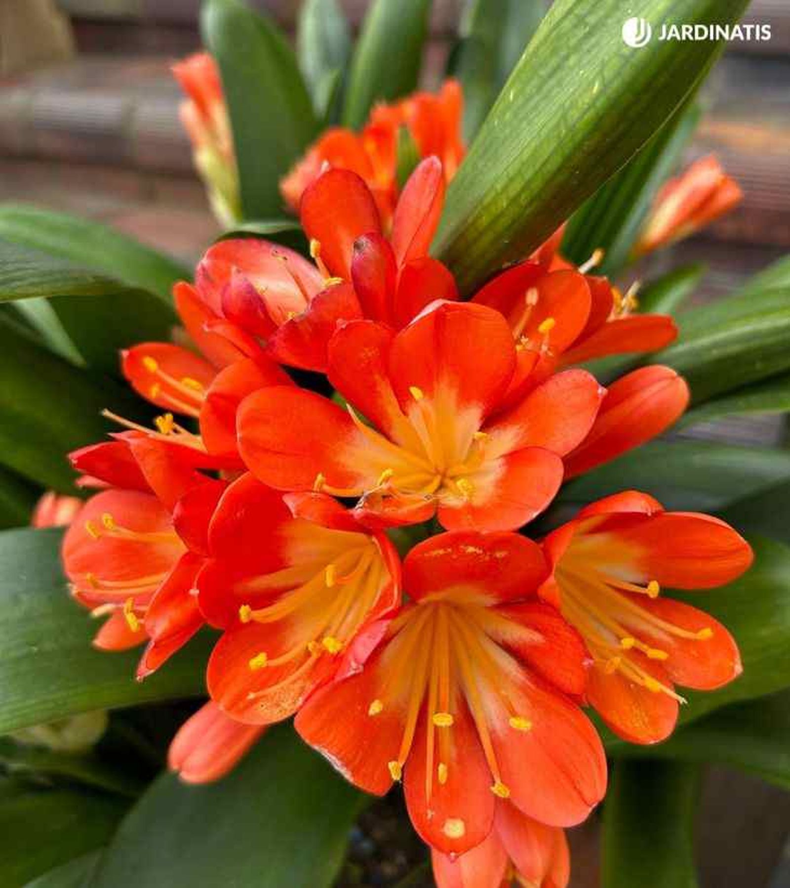 clivia miniata flor naranja xl