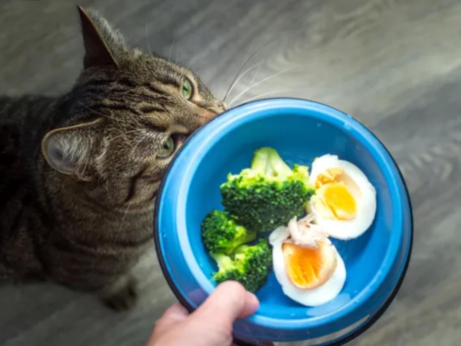 A los gatos les encanta el brócoli. A los gatos les encanta el brócoli.