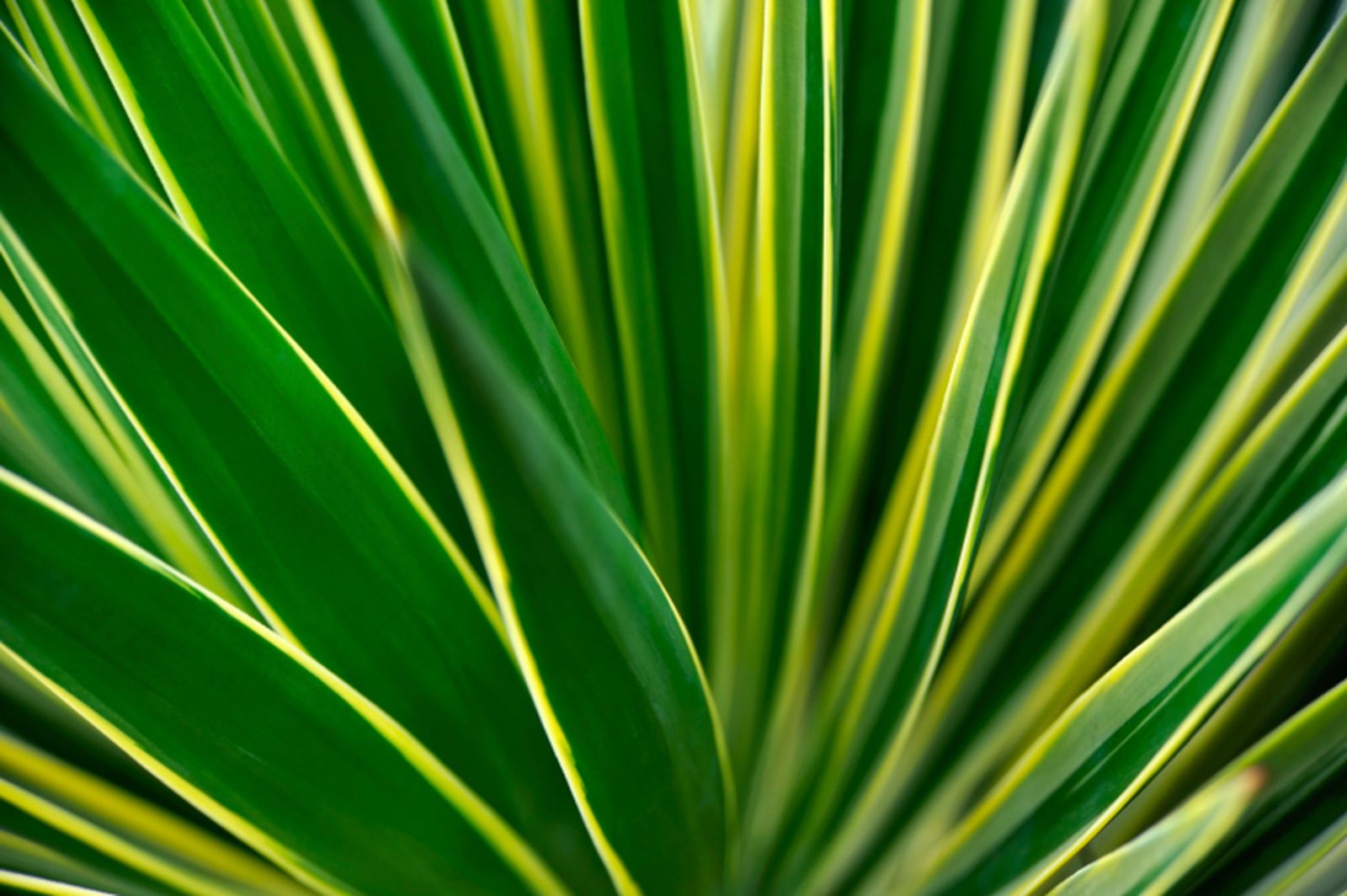 Yuca variegada Yuca variegada