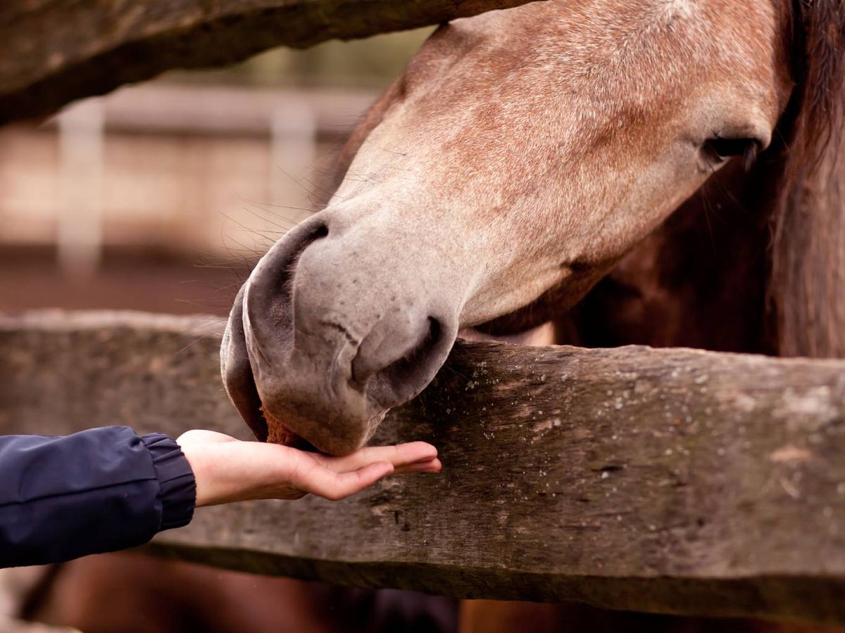 Divide la comida en varias tomas o raciones pequeñas a lo largo del día.