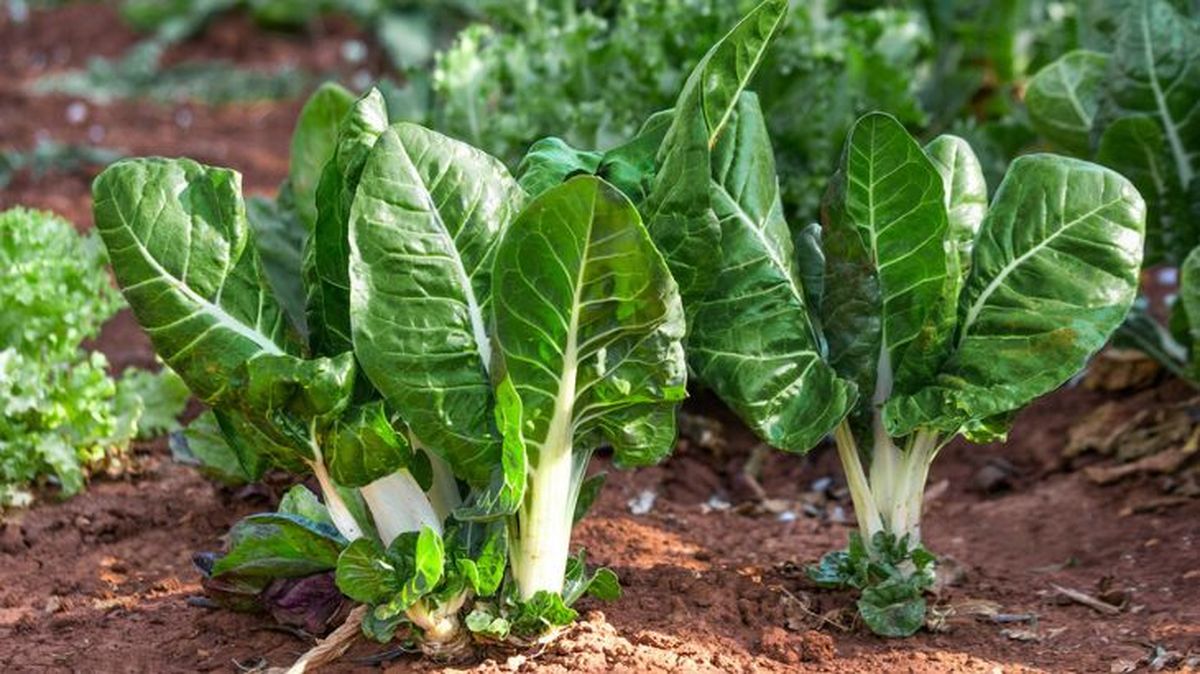Plantas de acelga en la huerta