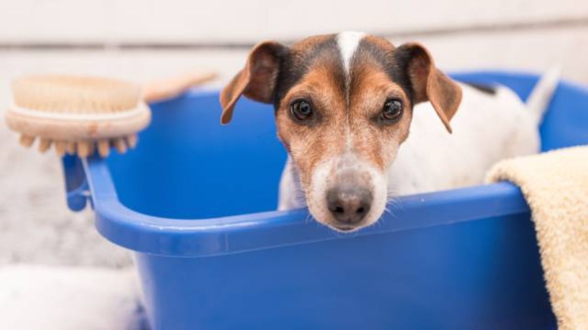 cuidados especificos perros raza pequena consejos bano