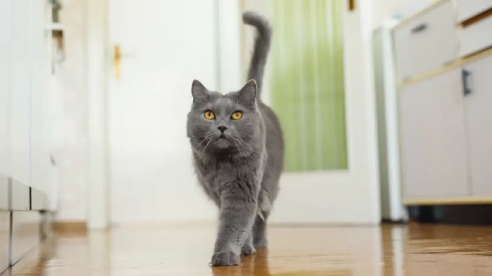 origen del gato 4 origen del gato 4