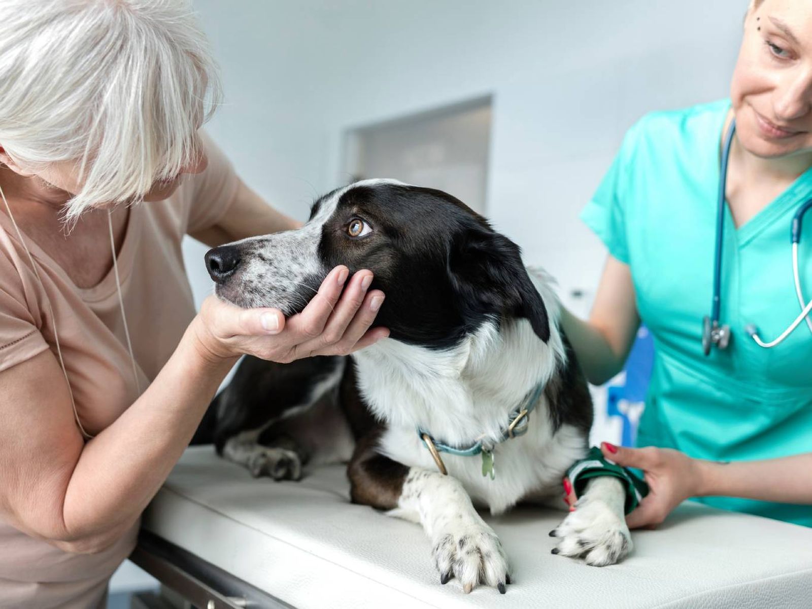 La eutanasia debe ser aplicada por un veterinario y con métodos humanitarios para evitar el sufrimiento.