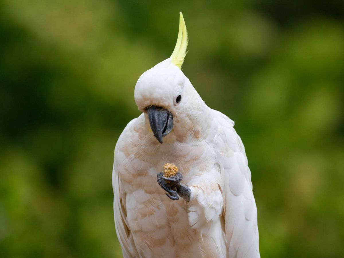 Existen ciertos alimentos tóxicos o peligrosos para los loros.