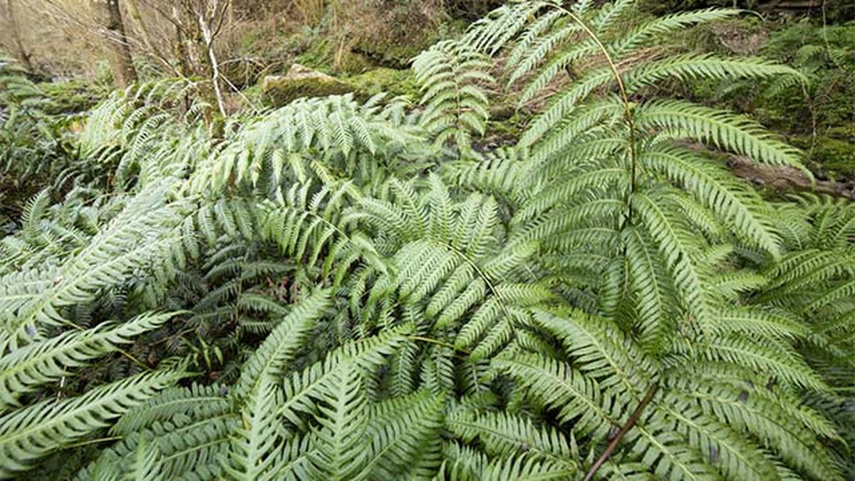 Helecho Woodwardia radicans.