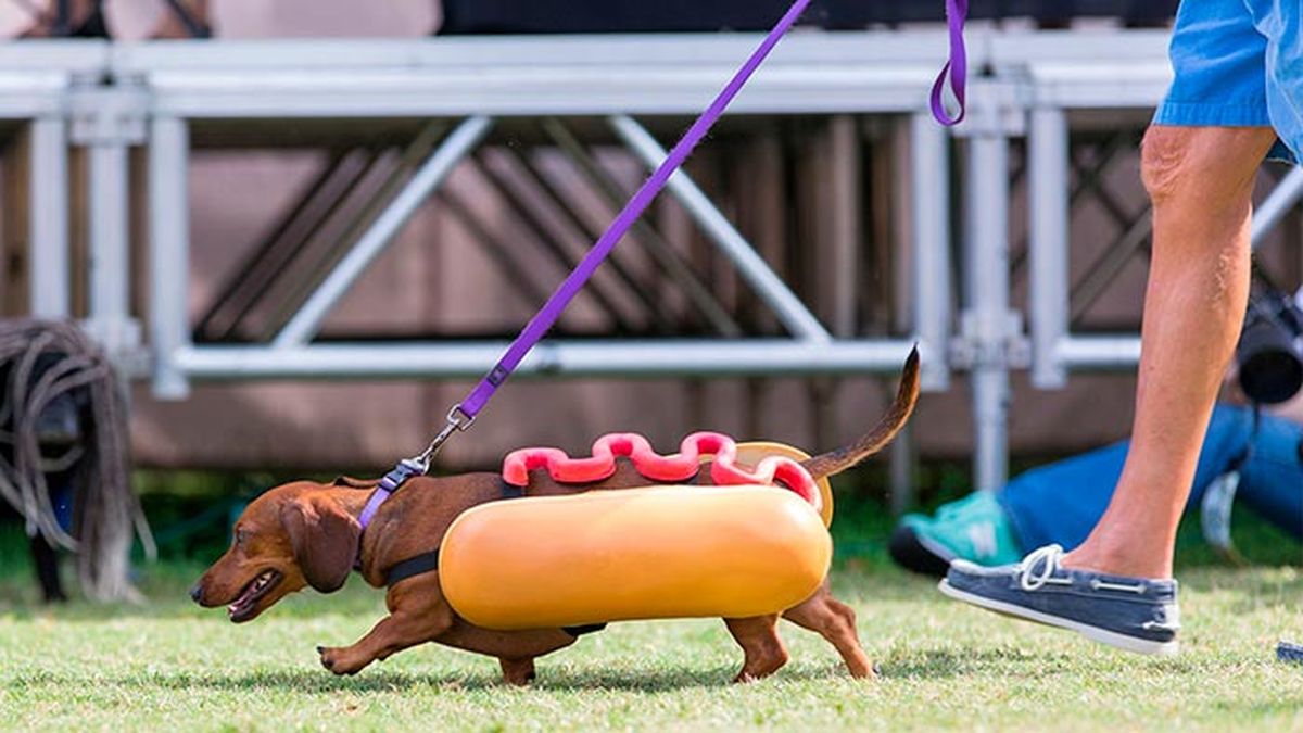 consejos disfraces mascotas 2