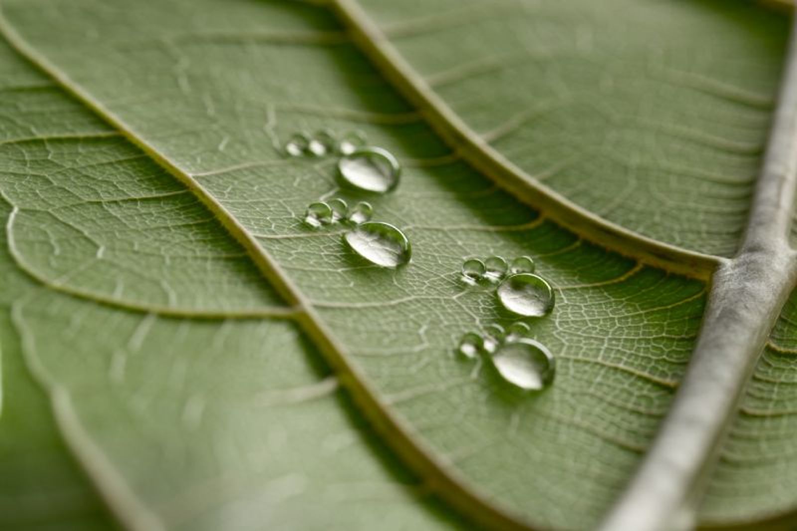No lo uses cuando hay previsión de lluvia para evitar que se lave No lo uses cuando hay previsión de lluvia para evitar que se lave