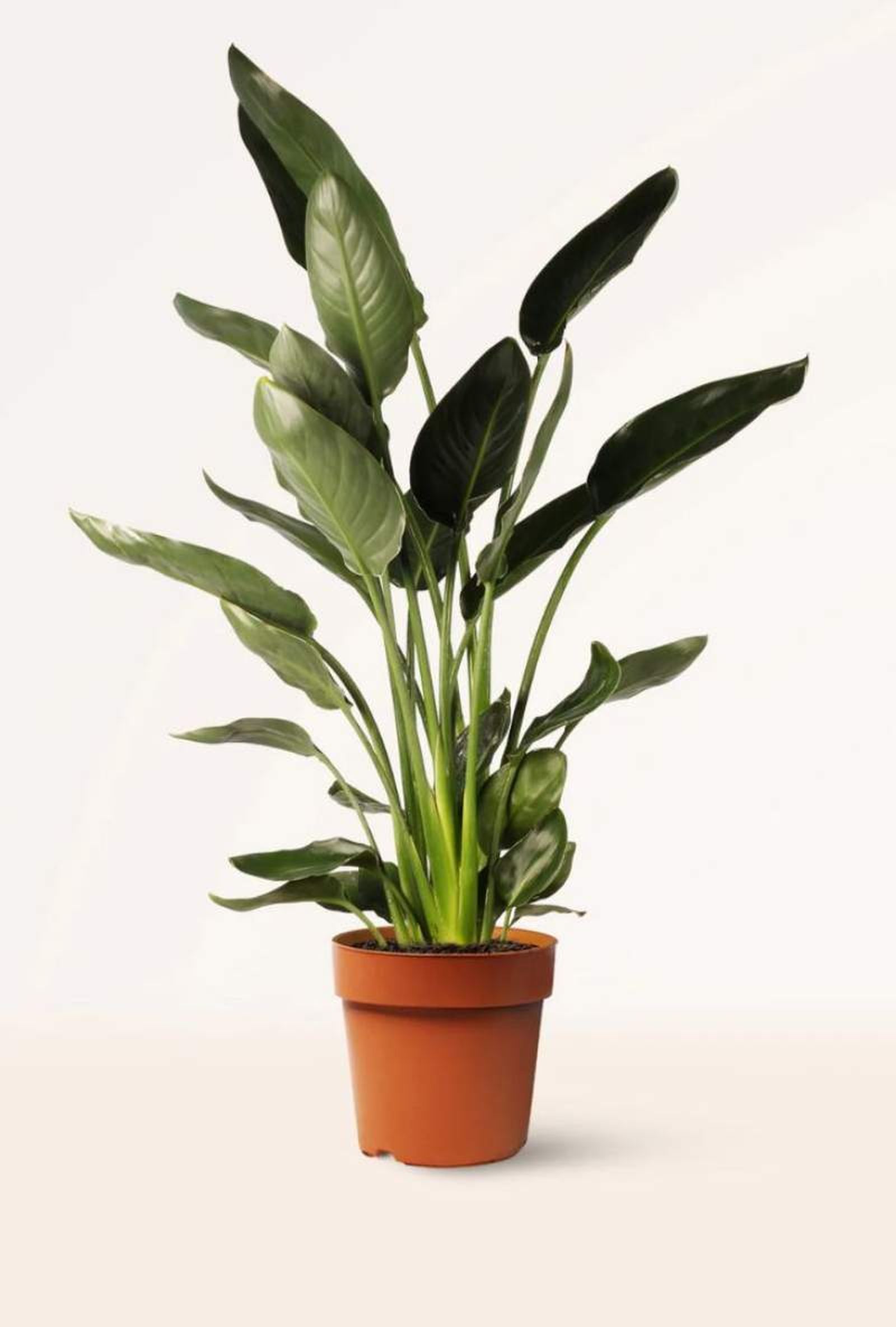 Strelitzia Reginae Strelitzia Reginae