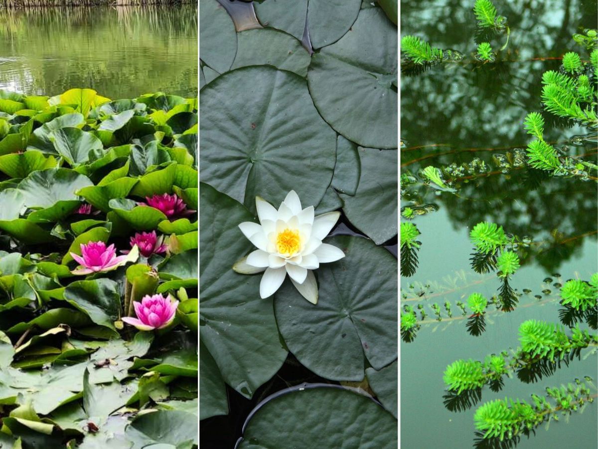 De izq. a drcha.: Nenúfar, flor de loto y Milhoja acuática.