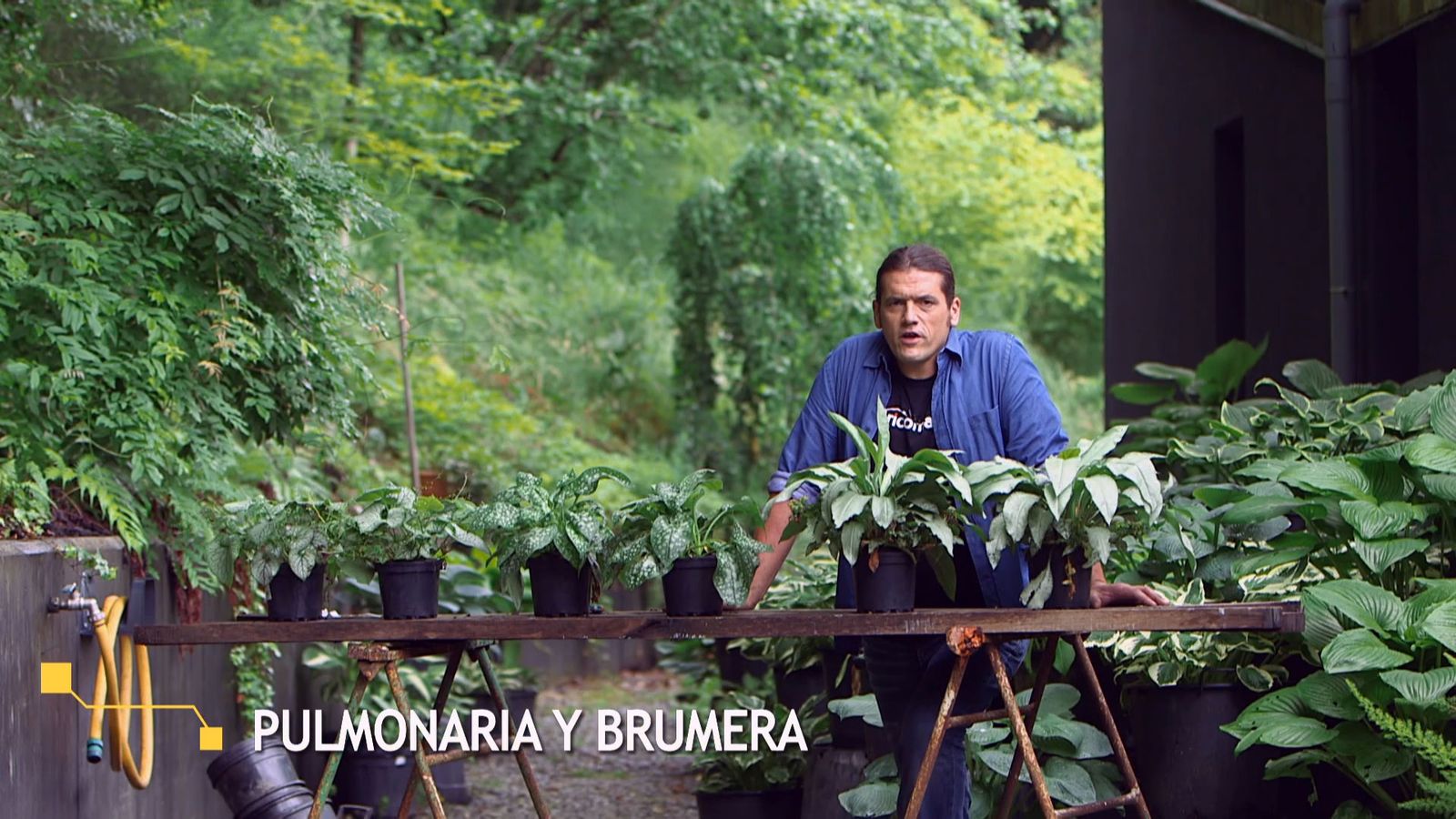 brico 0959 brumera pulmonaria inicio brico 0959 brumera pulmonaria inicio