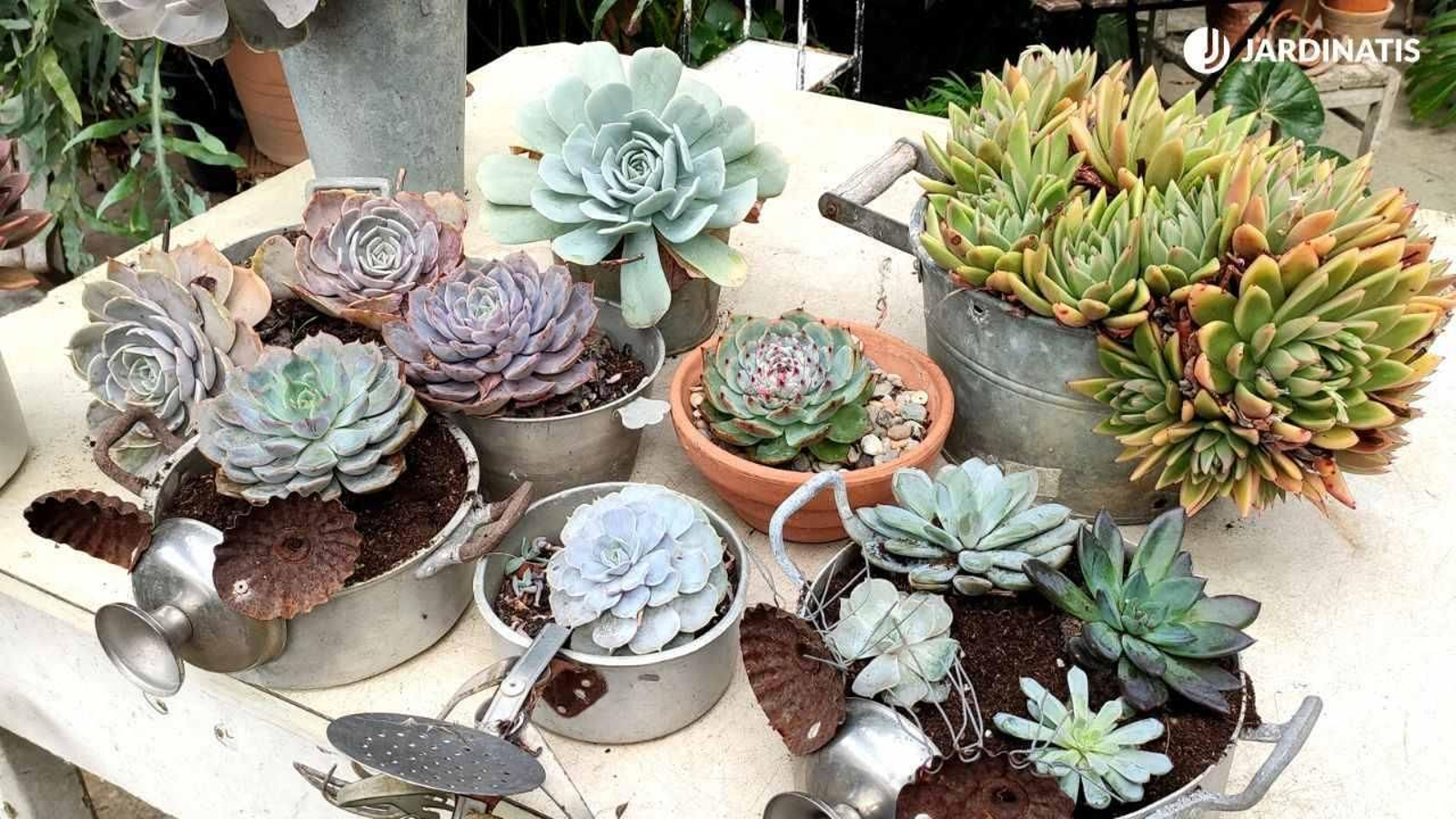 Variedades de Echeverias Variedades de Echeverias