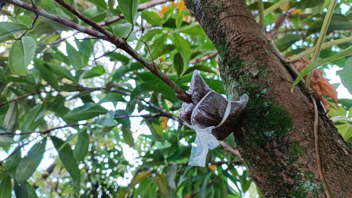 El esqueje debe colocarse en un sustrato limpio, ligeramente firme y bien hidratado
