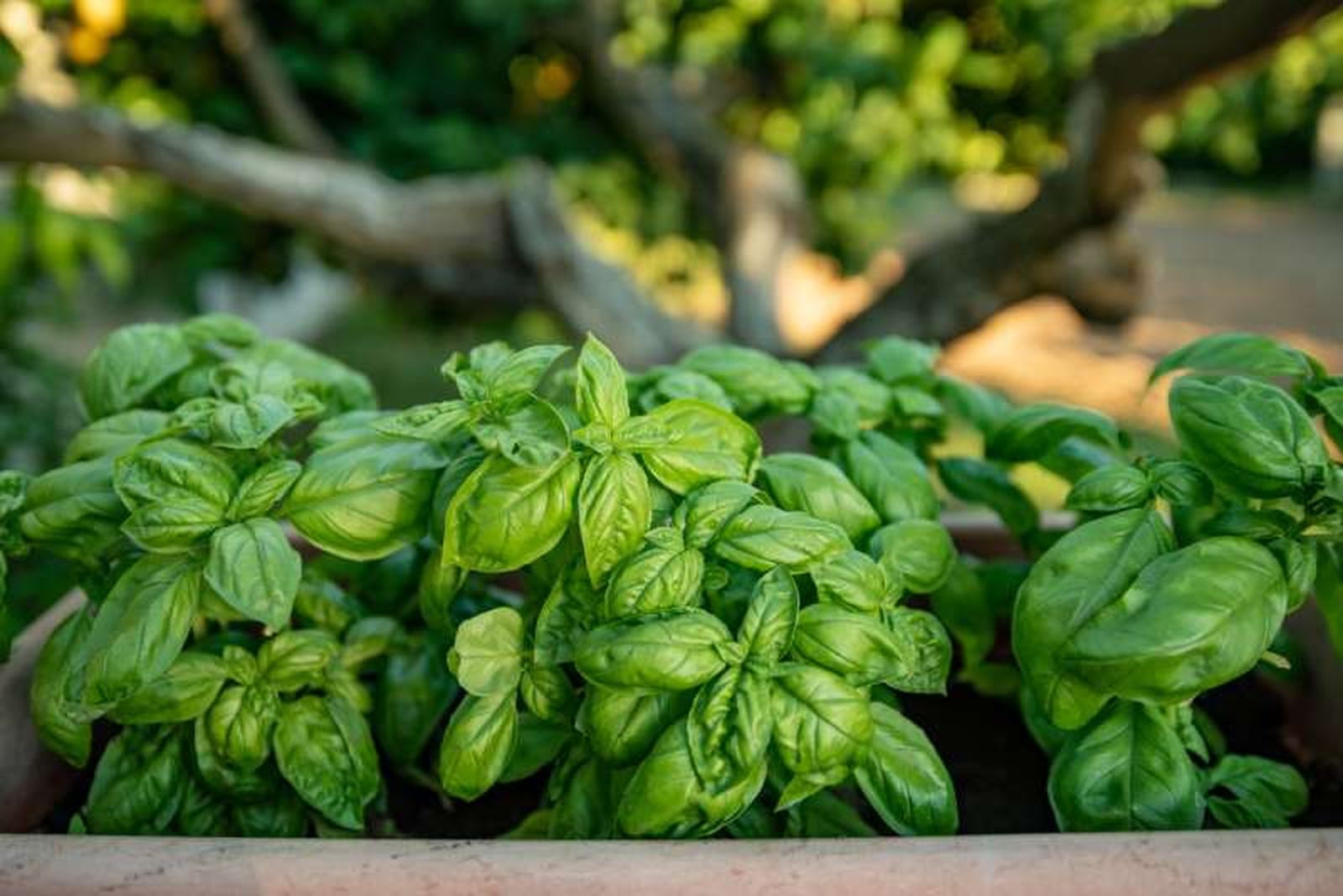 Albahaca fresca en el jardín