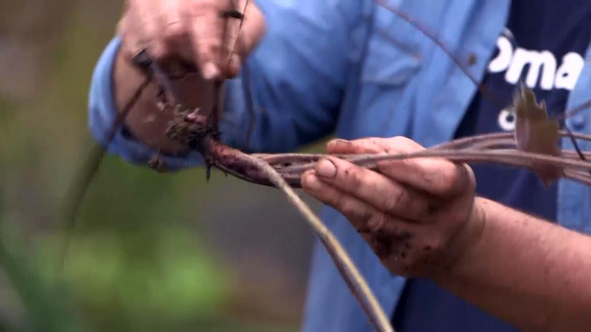 971 jardineria euchera hoja grande tallos
