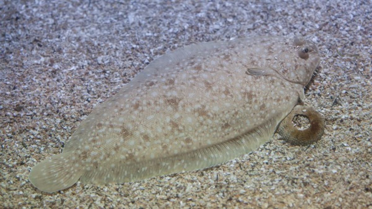 animales que empiezan por l 4