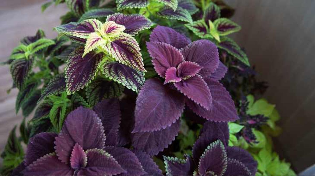 Cóleos con hojas variegadas en morado