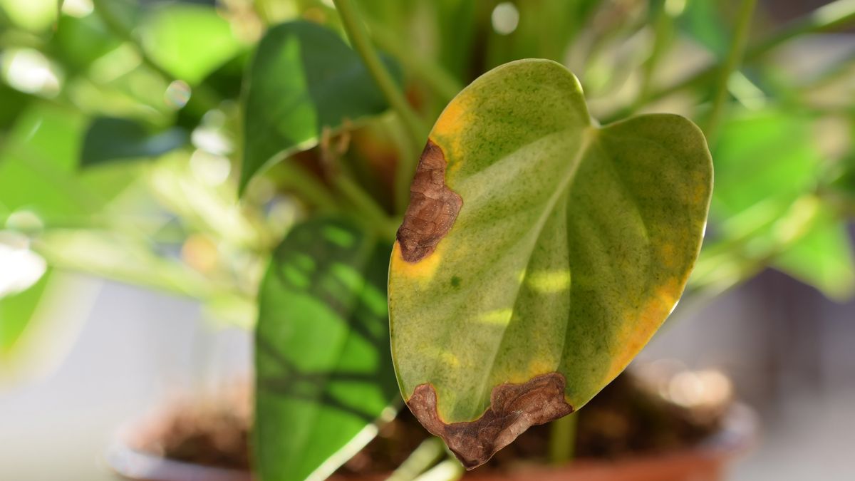 Si la humedad ambiental es baja la planta pierde agua más rápido