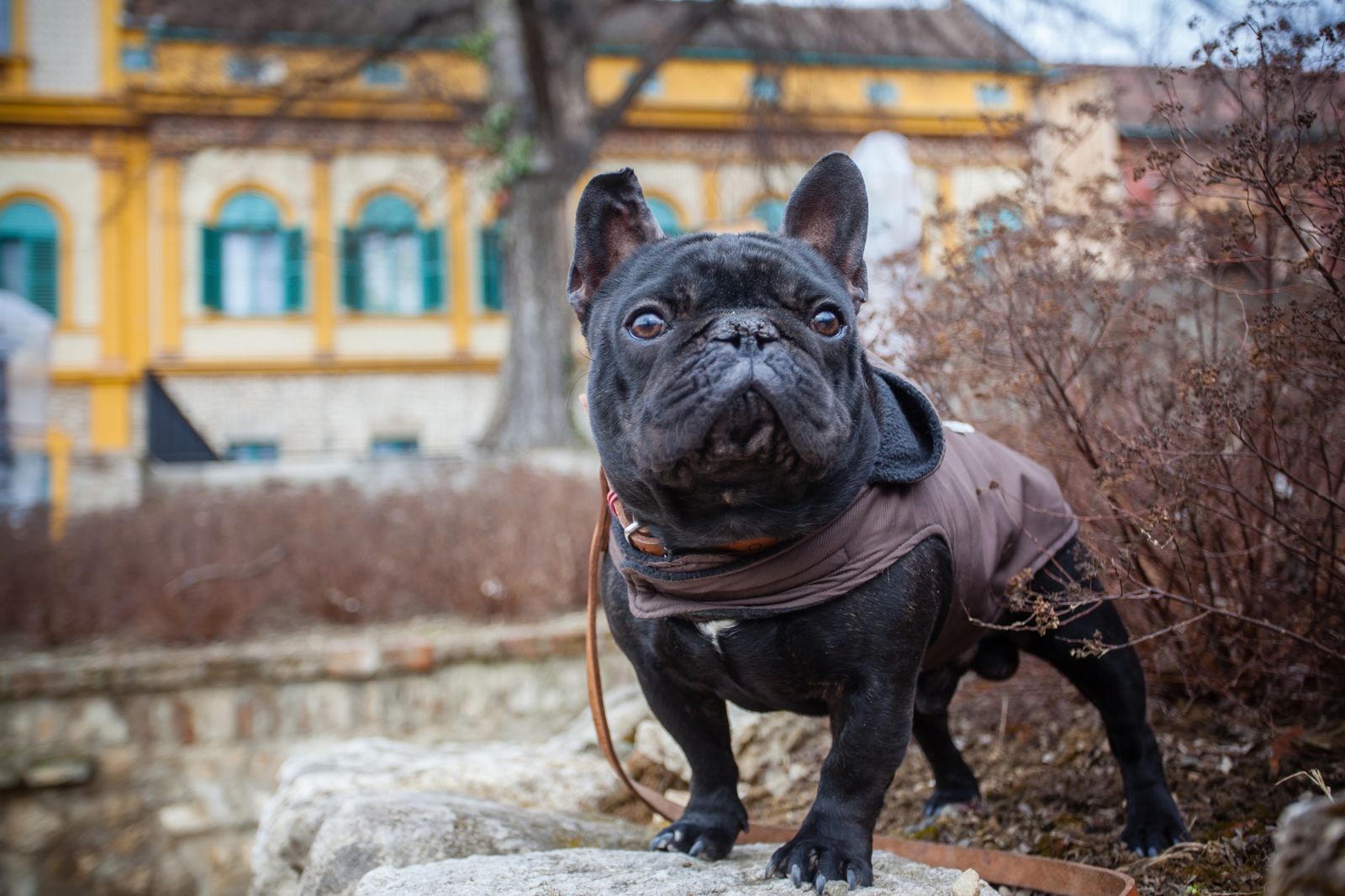 bulldog frances 1 bulldog frances 1