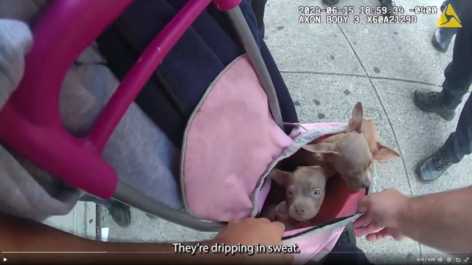 Los 6 cachorros de pitbull estaban dentro de una mochila rosa