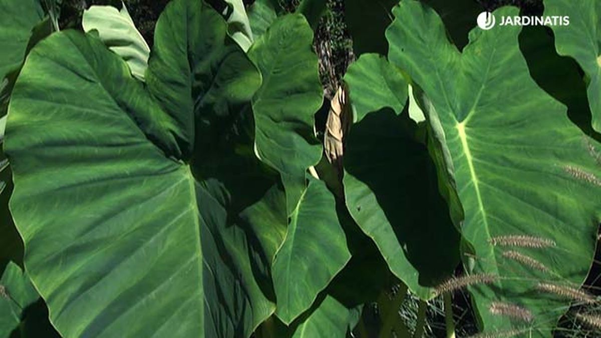 deko0705 jardin tonos verdes alocasia