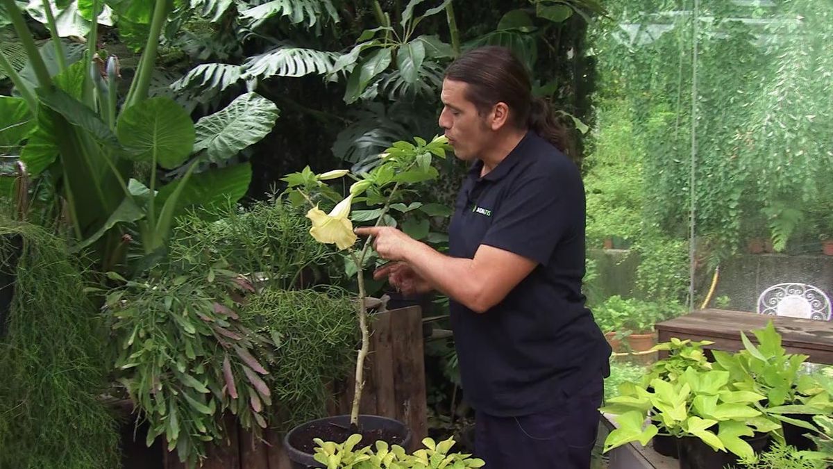 deco782 brugmansia arborea en contenedor