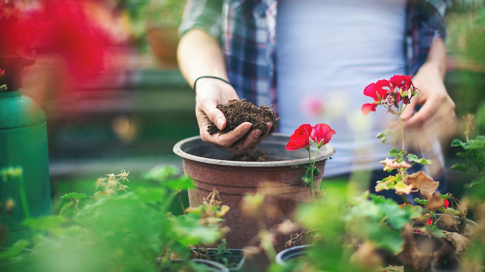Cambiar la tierra de tus macetas puede transformar la salud de tus plantas