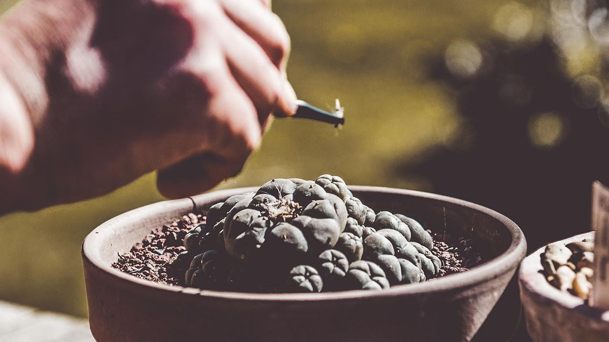 brico 1030 jardin cosecha semillas de cactus peyote