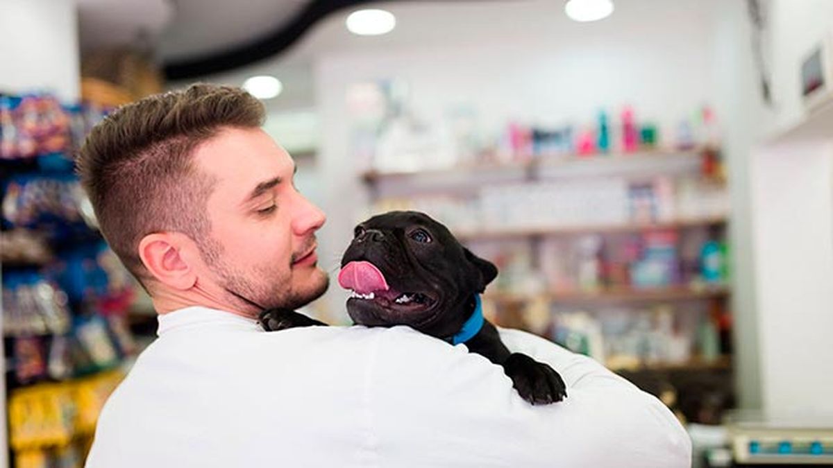 mascotas perros veterinario