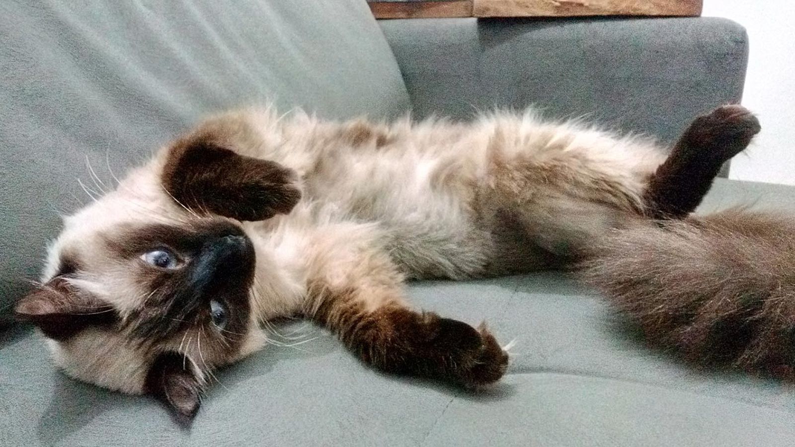 gato siames tumbado