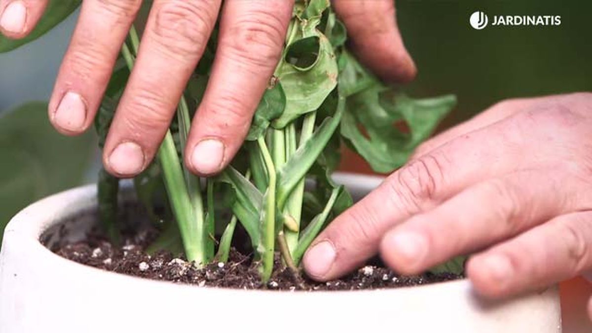 cultivo monstera adansonii brico 978