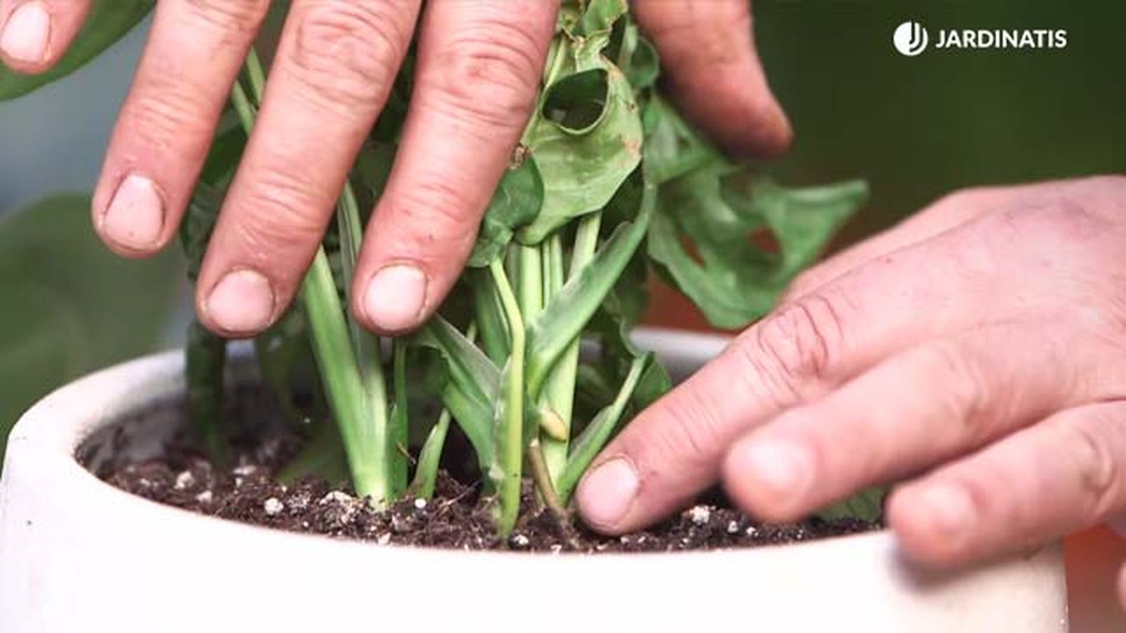 cultivo monstera adansonii brico 978