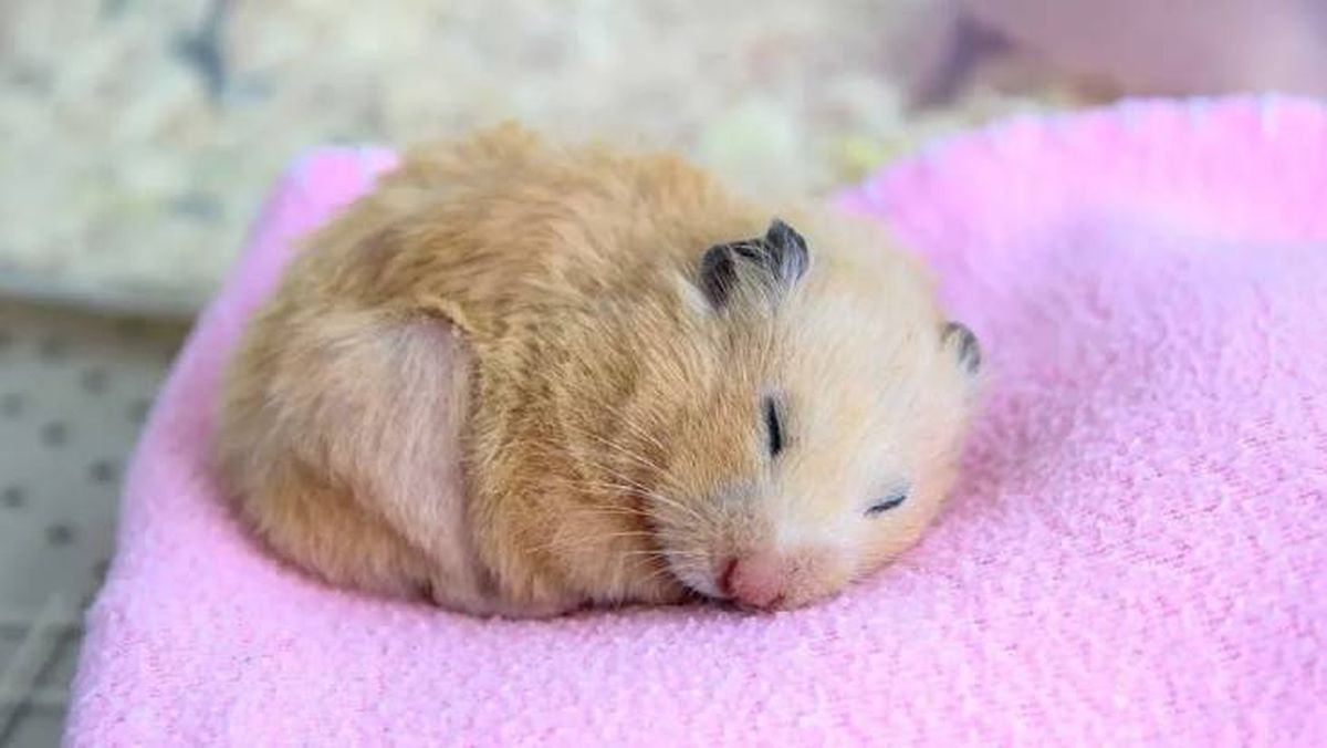 los hamsters se pueden banar 4 (1)