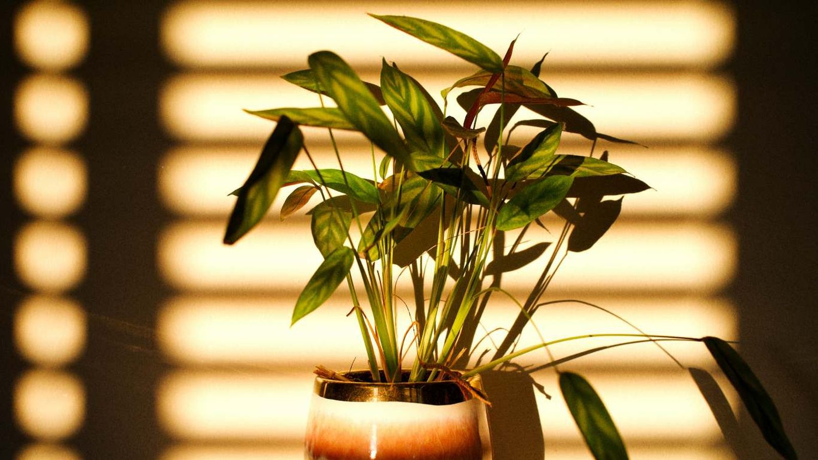 Planta en semisombra