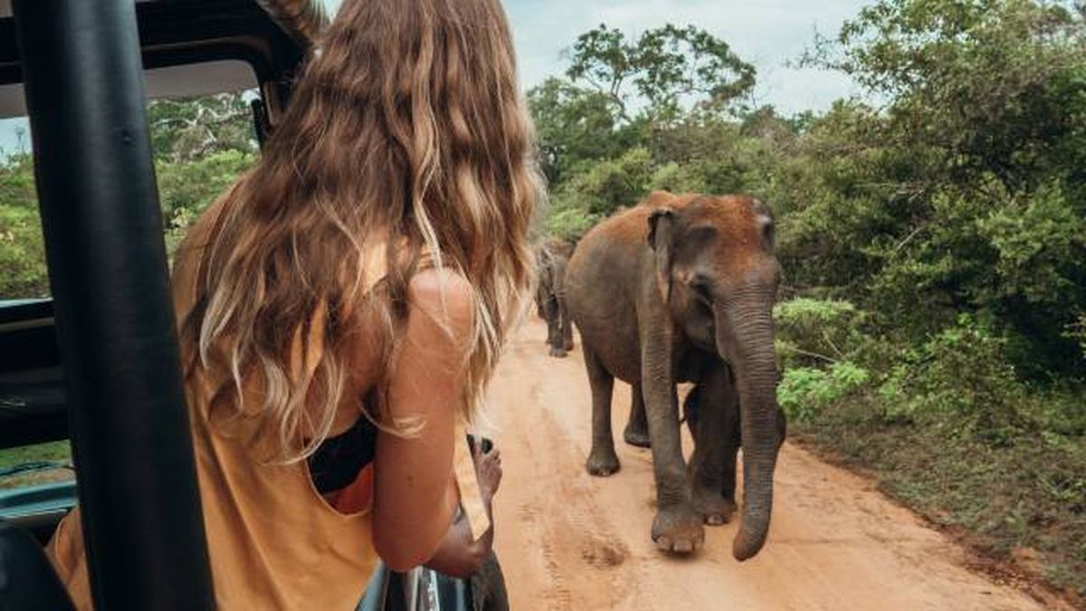 elefante mamifero mas grande de la tierra tipos elefante africano de la selva