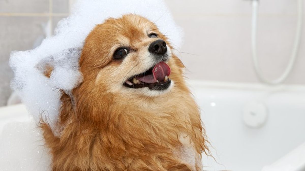 nombres para perros bonitos y originales 2