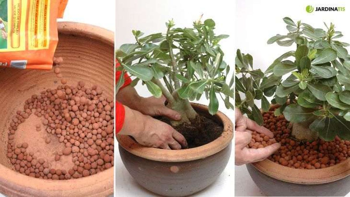 Plantación de la rosa del desierto en un contenedor