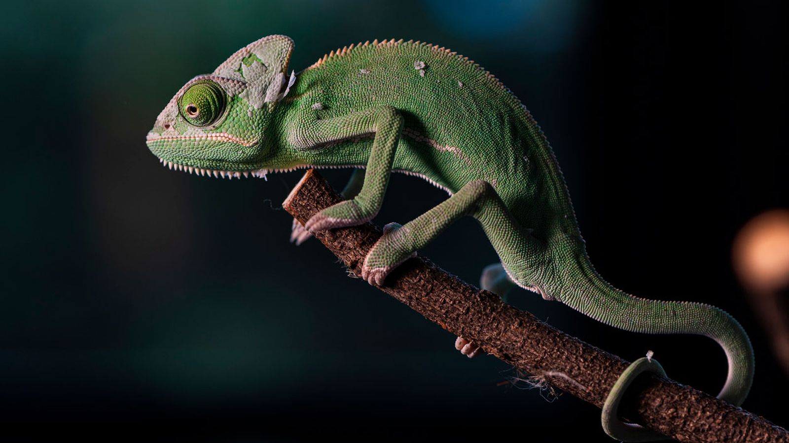 camaleon verde camaleon verde