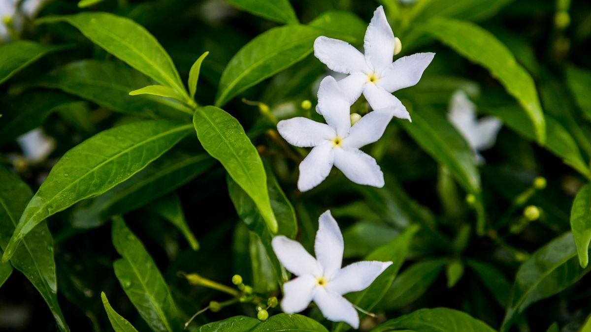 Jasminum grandiflorum planta olor