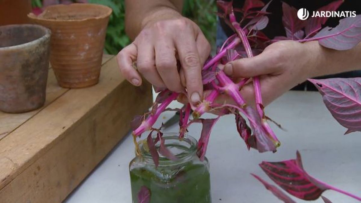 esquejes Iresine herbstii en agua brico 889